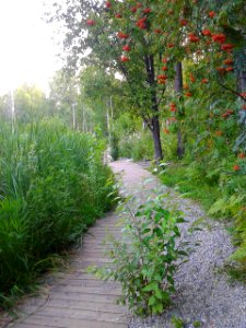 Утиное озеро, Академгородок, Новосибирск