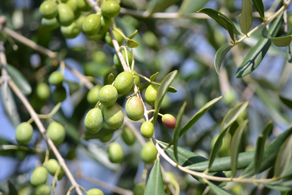 Green oil harvesting olives