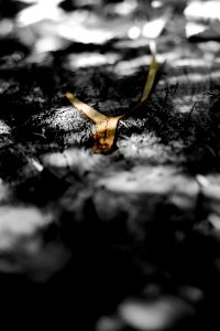 The wish bone in a stump photo