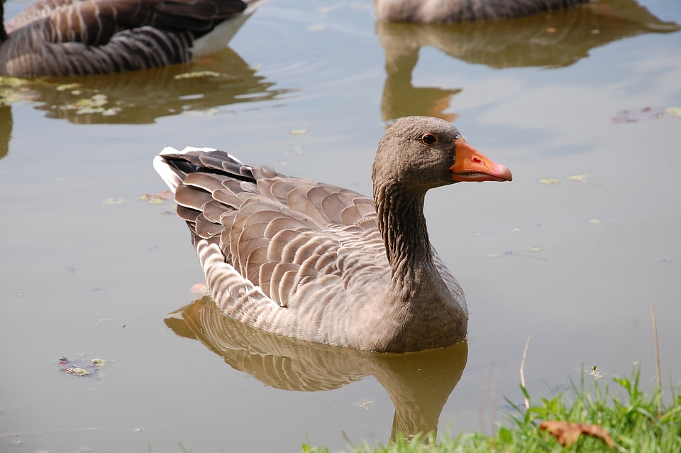 Water bird poultry