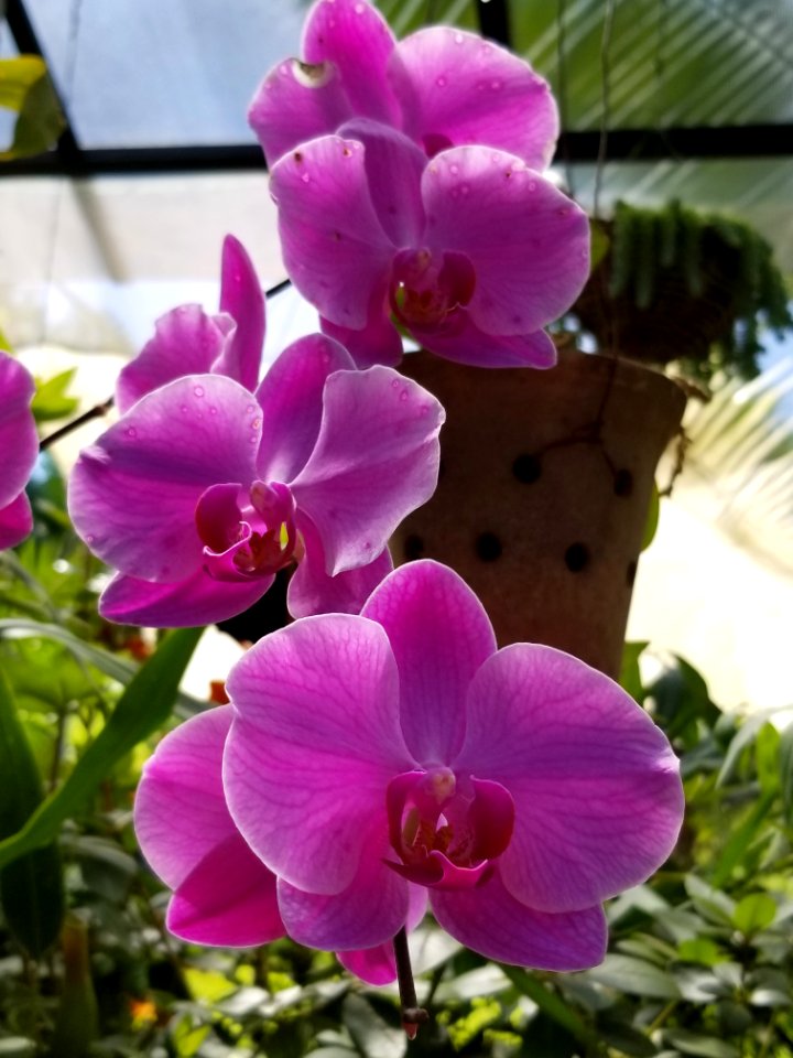 botanical gardens orchids