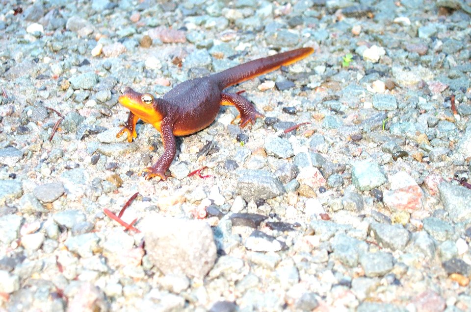 Rough-skinned Newt
