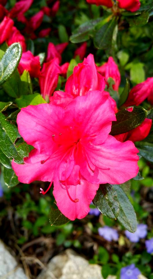 #365 azalea photo