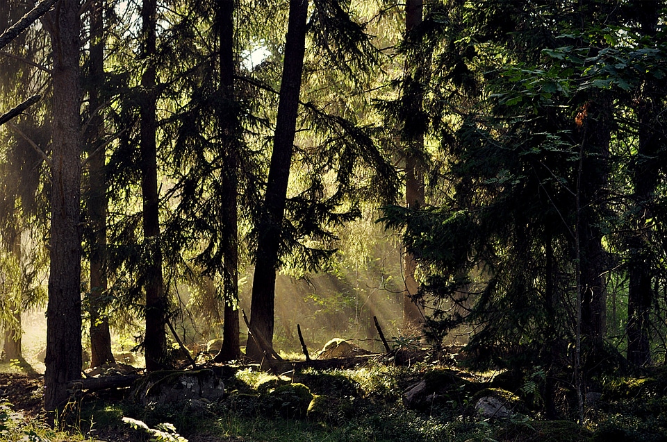 Sweden landscape nature