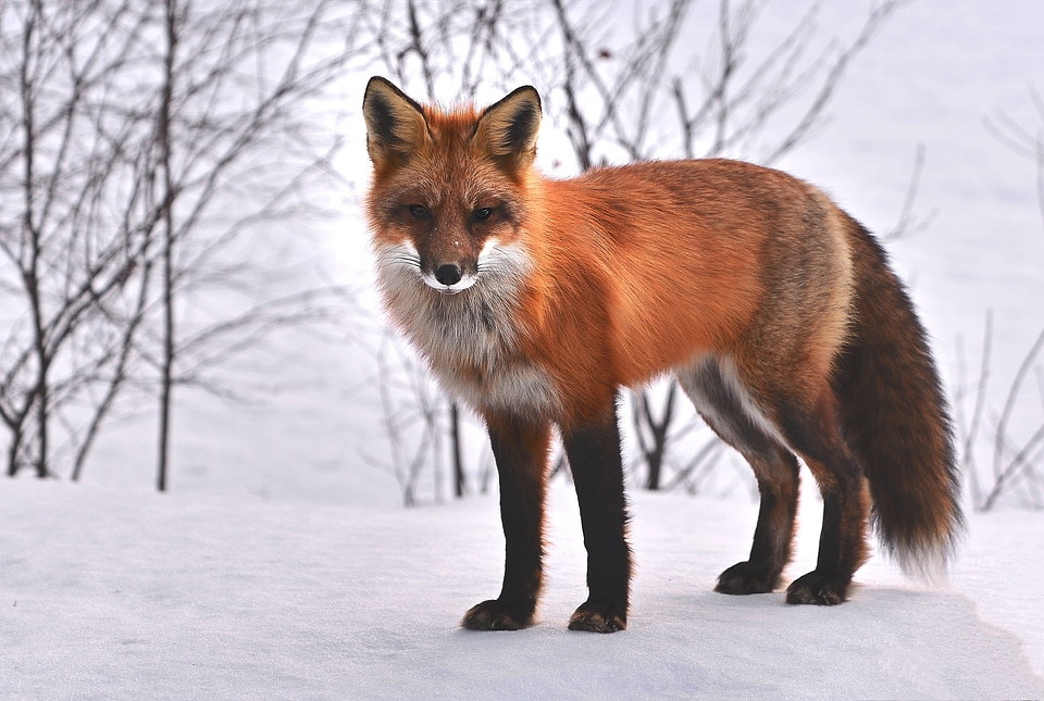 Roux fauna wild animal
