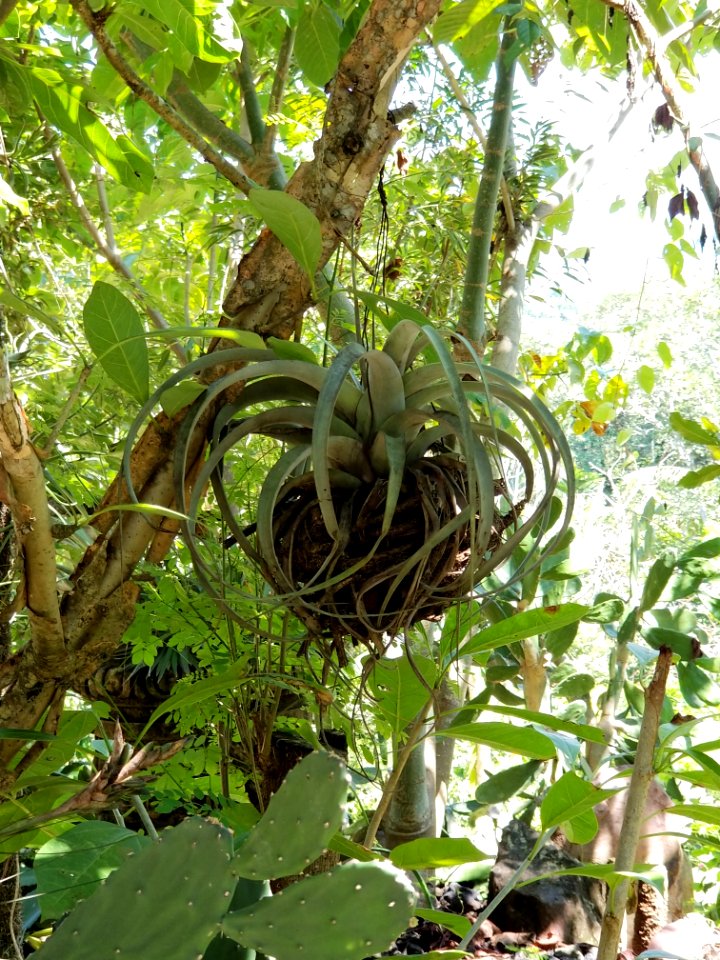 what we used to call air plants