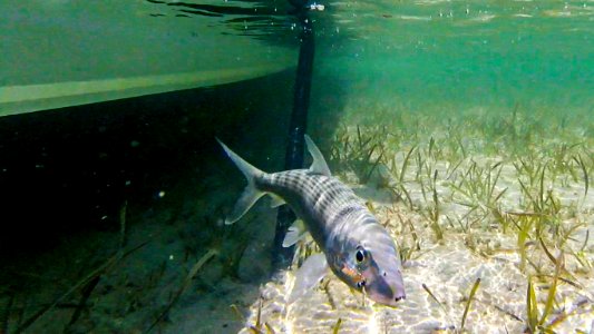 Belize Bone Fish