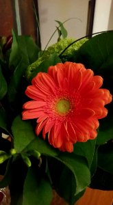 #365 Gerbera