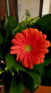 #365 Gerbera photo