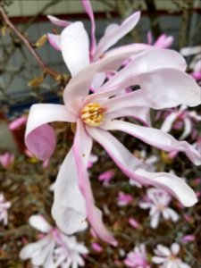 Day 108 magnolia