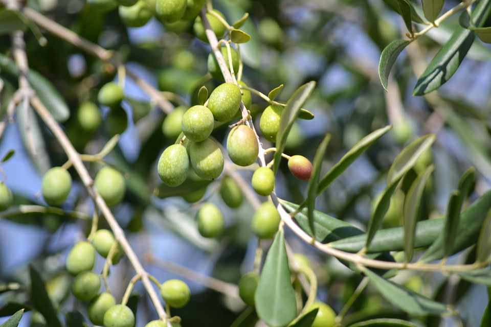 Green oil harvesting olives