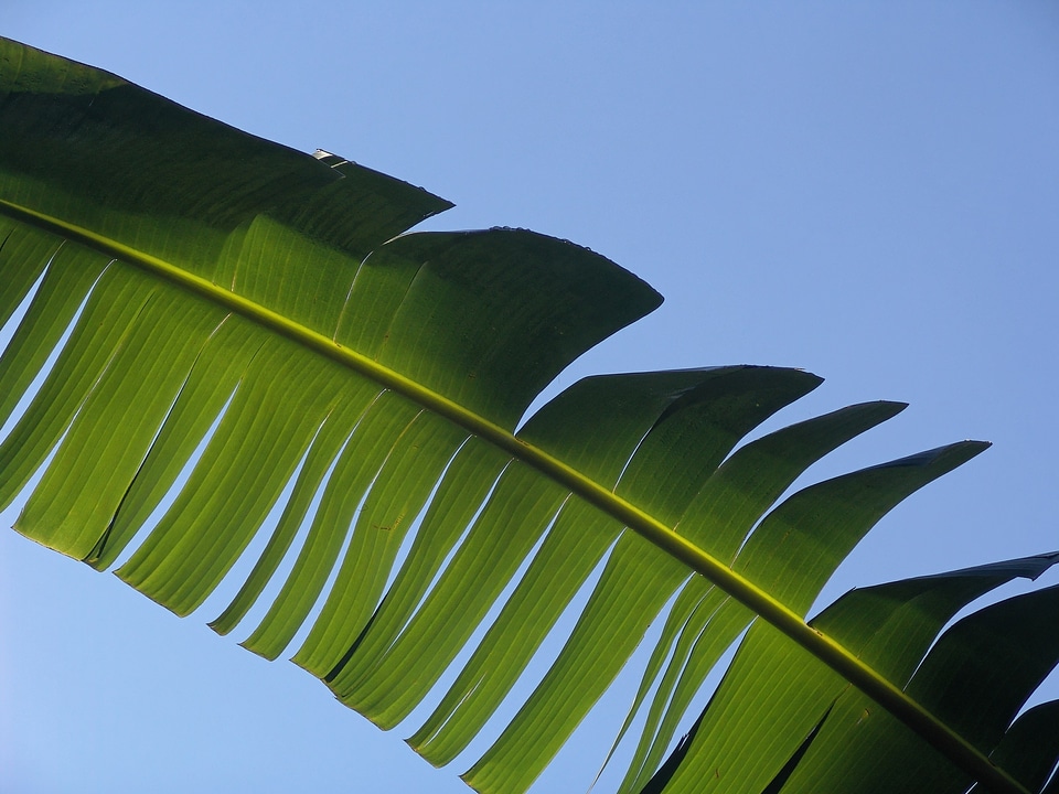 Exotic palm tree palm fronds photo