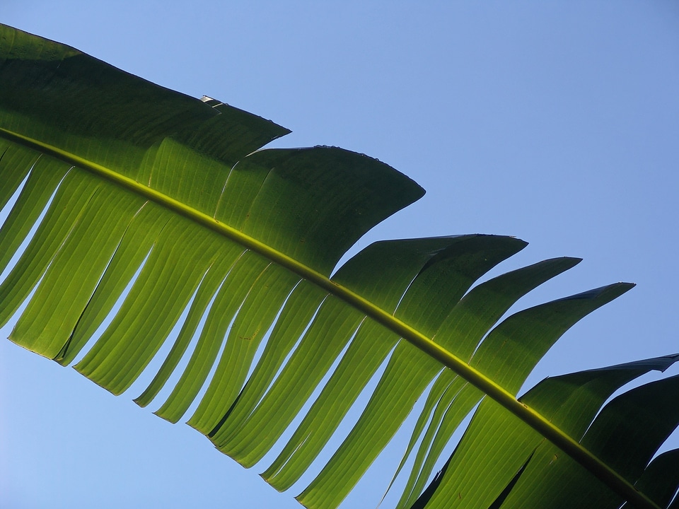 Exotic palm tree palm fronds