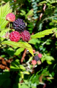 #365 blackCap raspberries