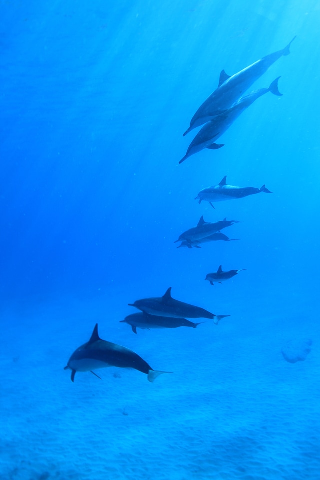 Fish flock hawaii