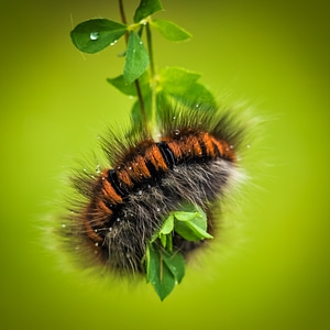 Fauna nature hairy