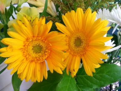 yellow twins