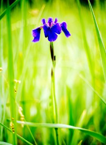Iris