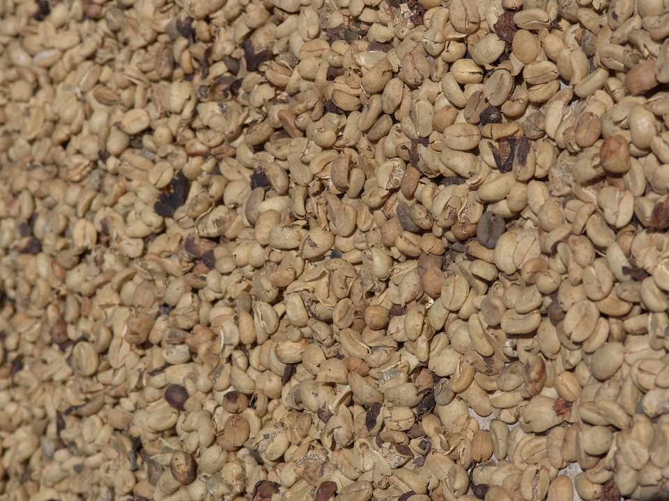 Plantation dry coffee bean