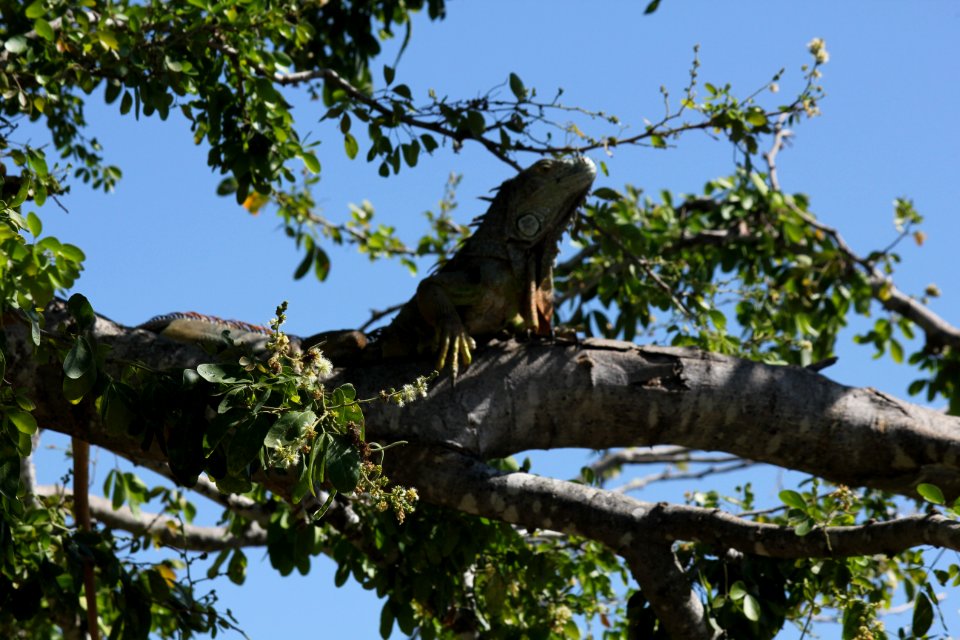 iguana