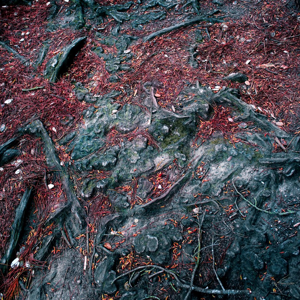 Forrest Ground
