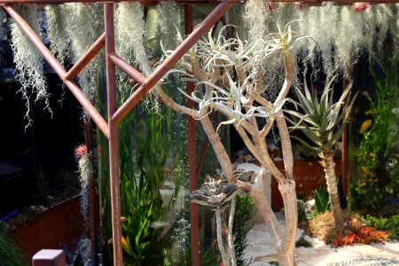 Chelsea Flower Show 2018-33