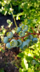 Blueberries