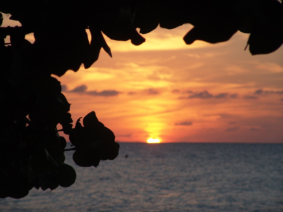 Tropics exotic summer