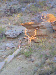 MuleDeer.BighornBasin.CadePowell