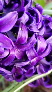 Deep purple photo