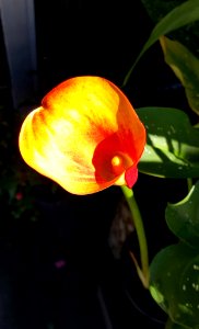 Calla lily on fire