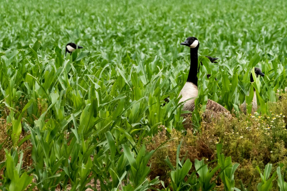 Geese consuming young corn plants, Oranjepolder, Hoek van Holland