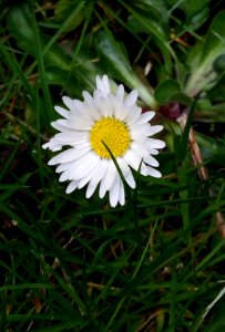 #365 daisy mar 26 photo