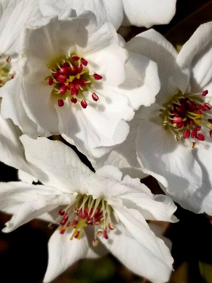 Day 100 Asian pear blossoms