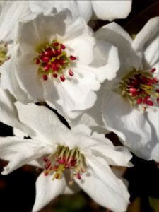 Day 100 Asian pear blossoms