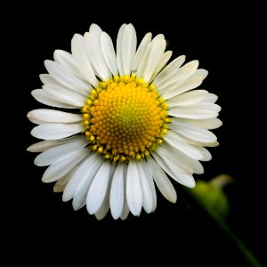 Dark Daisy