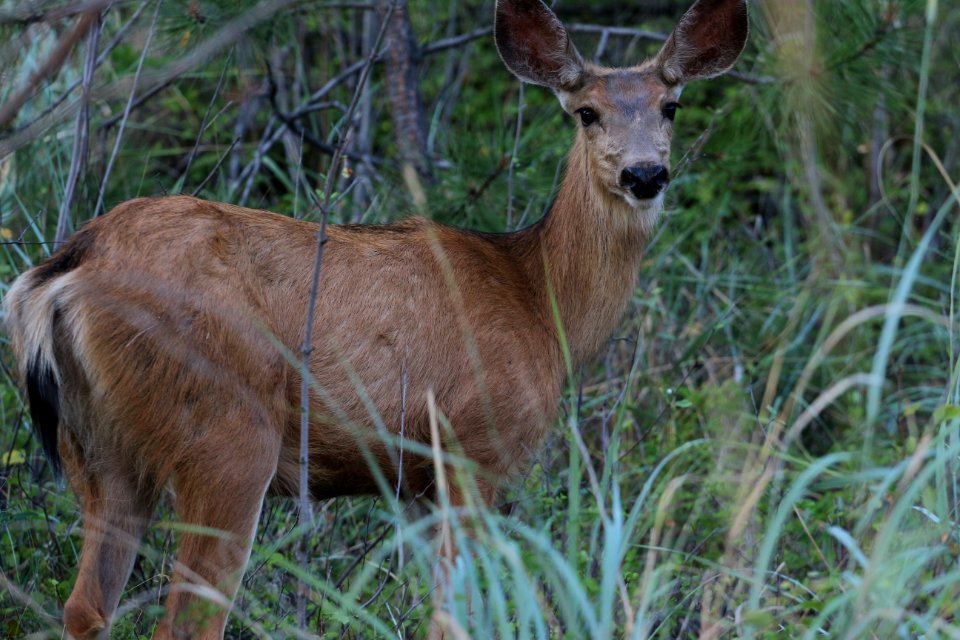 Deer
