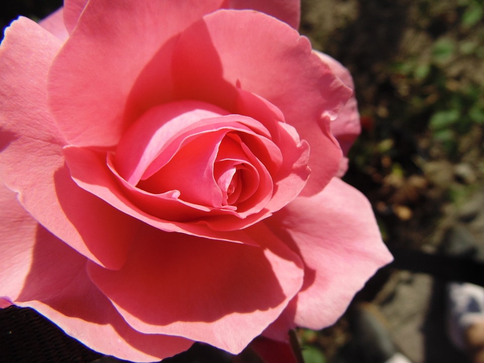 Flower detail pink photo