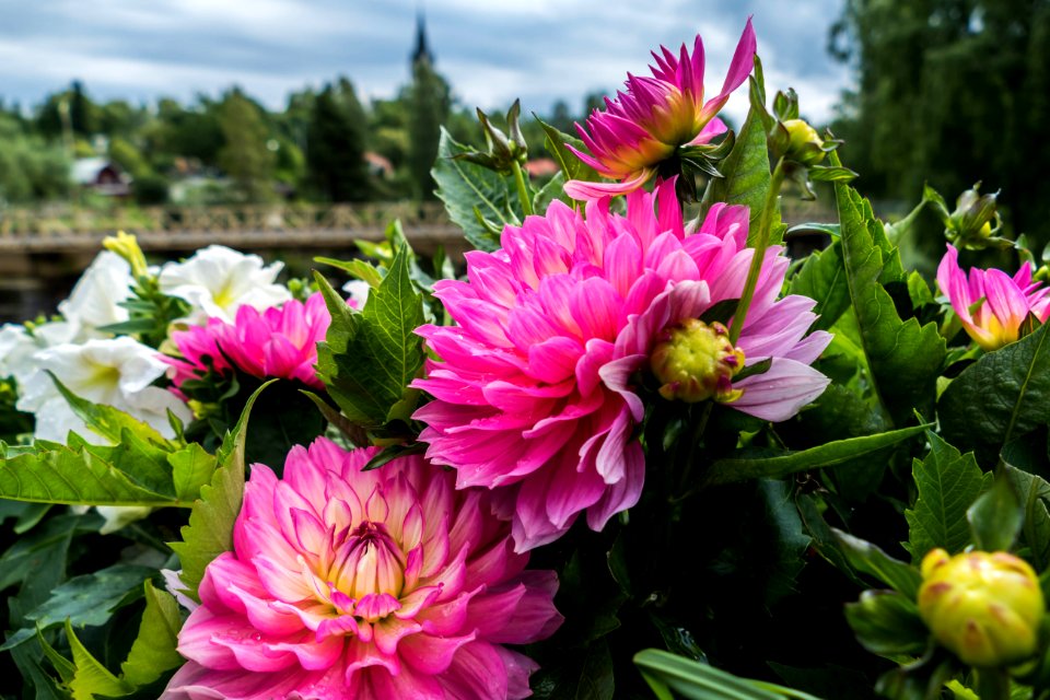 Dahlia, Sunne, Sweden
