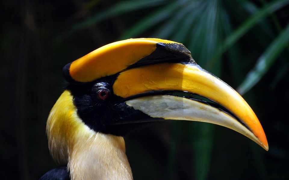 Portrait great pied macro