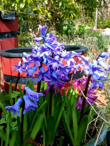 #365 hyacinth mar18 photo