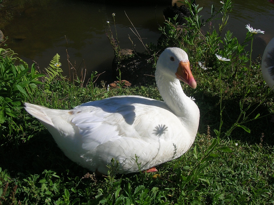 Duck nature grass