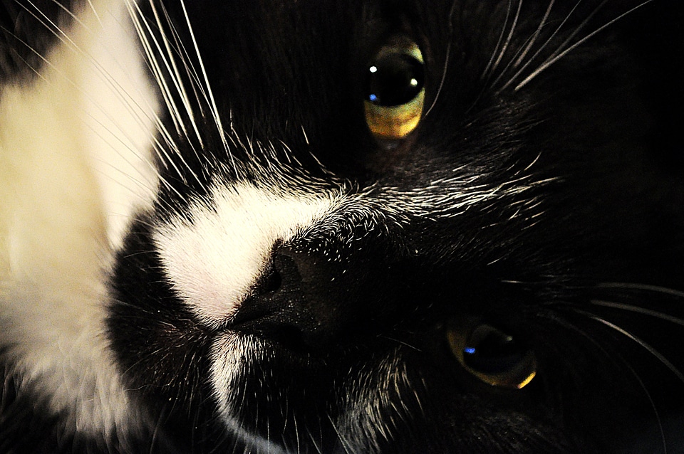 Animal pet cute