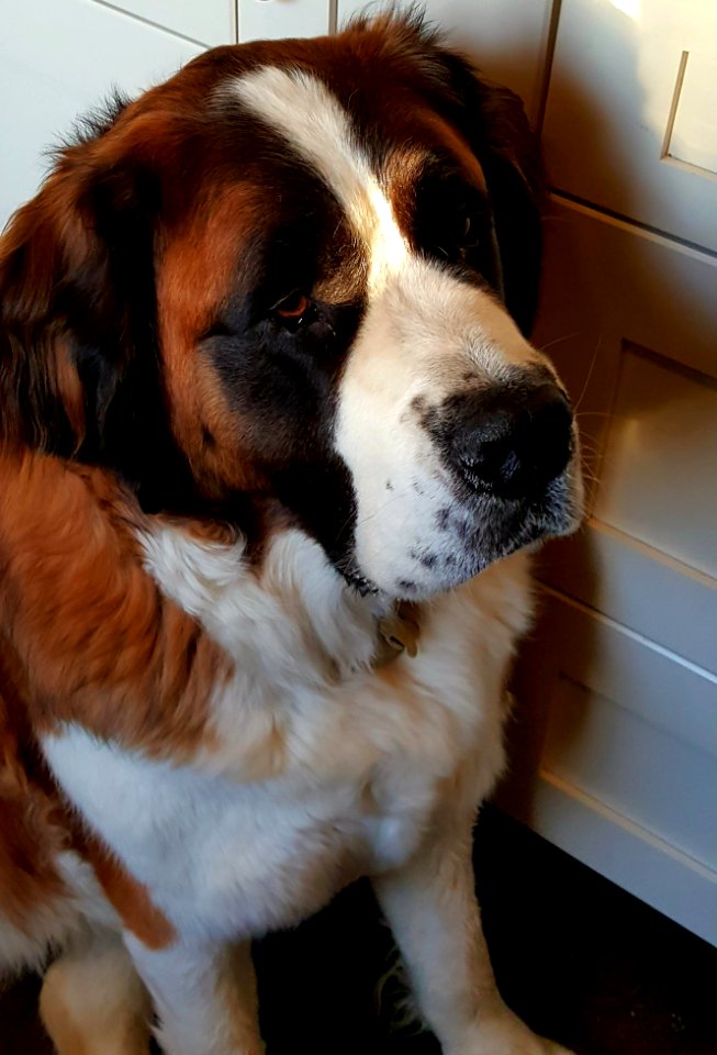 Ozzie