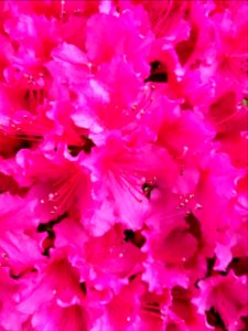 Day 132 riotous rhodos