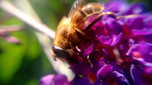Got 'em all buzzin' | IMG 20150804 190312589