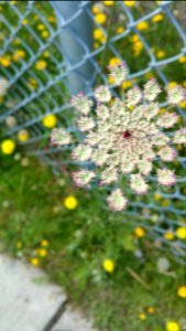 365photo for July 5/16
