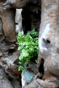 Chelsea Flower Show 2018-81