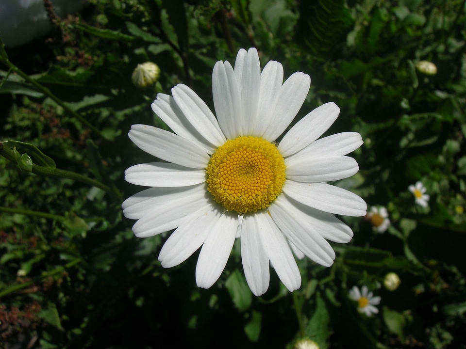 Flower nature margaret