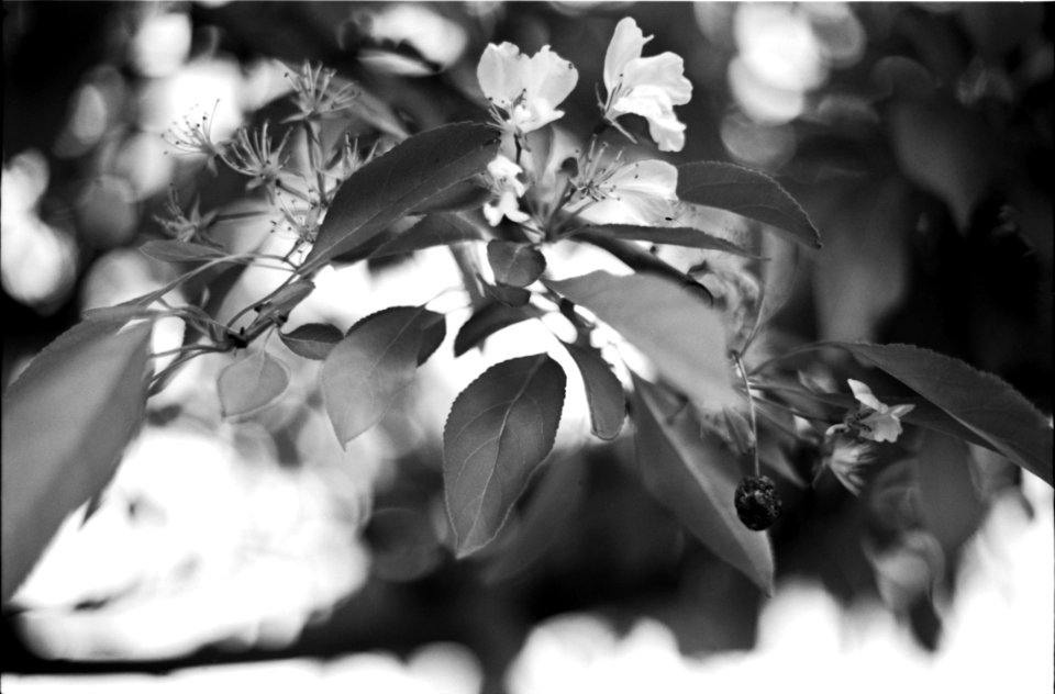 2018--summer--anchorage--35mm-rolli-retro-80s--fruit-blossoms--034